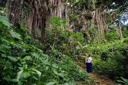 Giant Banyan Tree
